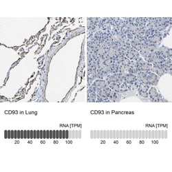 C1qR1/CD93 Antibody, Novus Biologicals 25 &mu;L; Unlabeled:Antibodies,